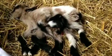 Ziege mit acht Beinen geboren