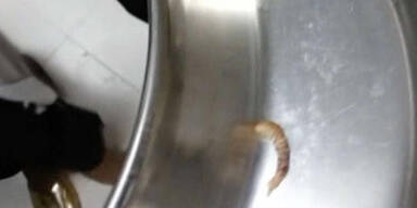 Moskito legte Larve in Auge eines Buben