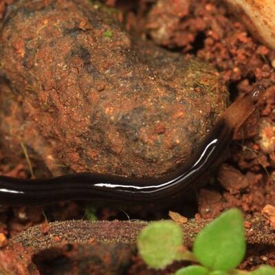 Diese Asseln krabbeln am Meeresboden