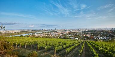 Neues DAC-System soll Wiener Wein in Top-Lagen retten