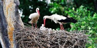 Storchen-Sommer endet im Osten mit vielen Jungtieren