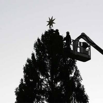 NÖ-Tanne für den Papst