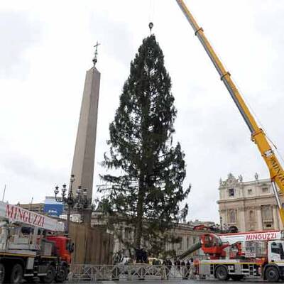 NÖ-Tanne für den Papst