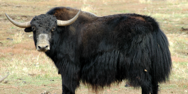 Yak