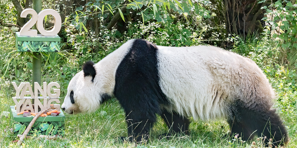 panda yangyang