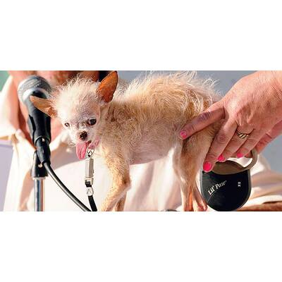 Duell der hässlichsten Hunde der Welt