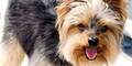 yorkshireterrier