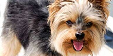 yorkshireterrier