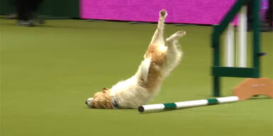 VIDEO: Dieser Hund dreht komplett durch
