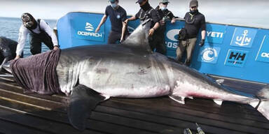 Fuenf Meter langer Mega-Hai auf boot