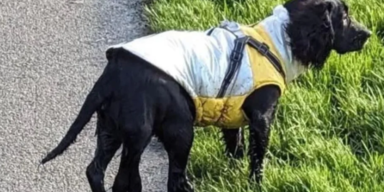 Hund mit sechs Beinen