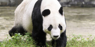 Erprobter Panda-"Don Yuan" soll f&uuml;r Nachwuchs sorgen