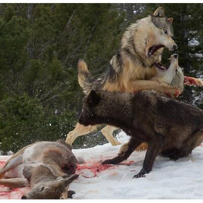 Drei Wölfe gegen einen Grizzly