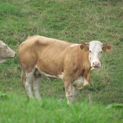 Die Kuh ließ sich nur schwer einfangen - sie wehrte sich