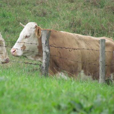 Die Kuh ließ sich nur schwer einfangen - sie wehrte sich