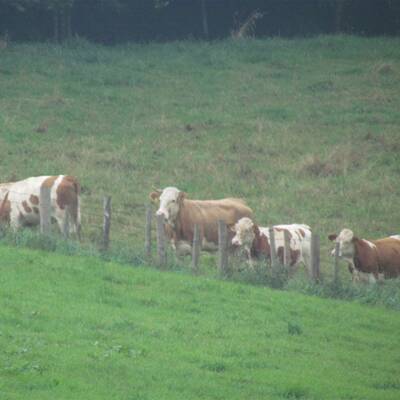 Die Kuh ließ sich nur schwer einfangen - sie wehrte sich