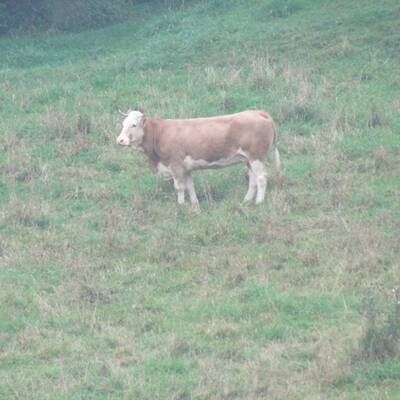 Die Kuh ließ sich nur schwer einfangen - sie wehrte sich