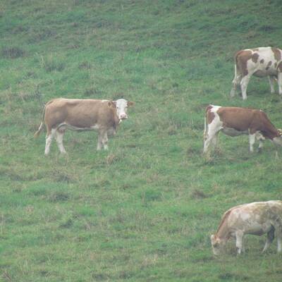 Die Kuh ließ sich nur schwer einfangen - sie wehrte sich