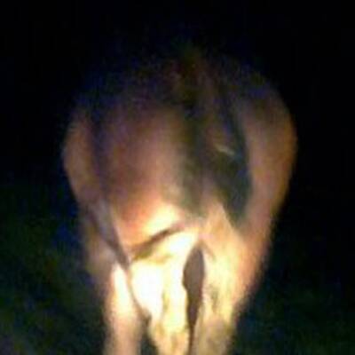 Kuh Yvonne ist weiter auf der Flucht