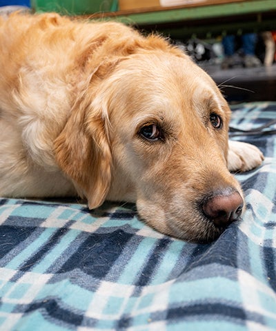 Der Goldie wird's schon richten