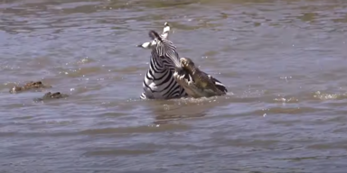 Zebrakampf