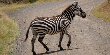 Zebra