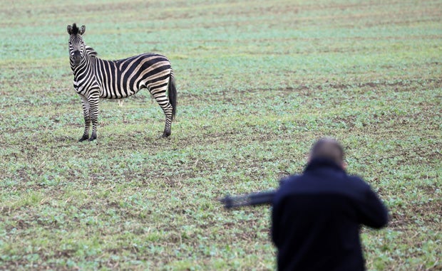 Einsatzkräfte erschießen wehrloses Zebra