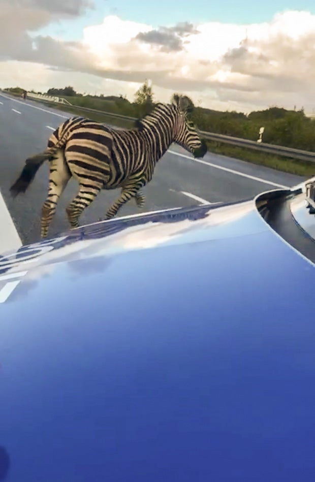 Einsatzkräfte erschießen wehrloses Zebra