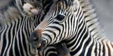 zebra