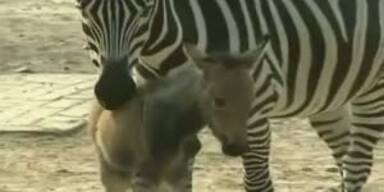 Seltener "Zebresel" auf Kuba geboren