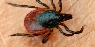 Appell: Zecken impfen rettet Leben.