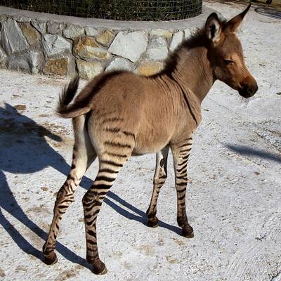 Zesel auf der Halbinsel Krim geboren