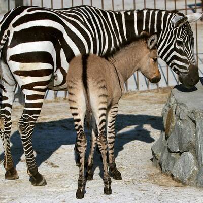 Zesel auf der Halbinsel Krim geboren