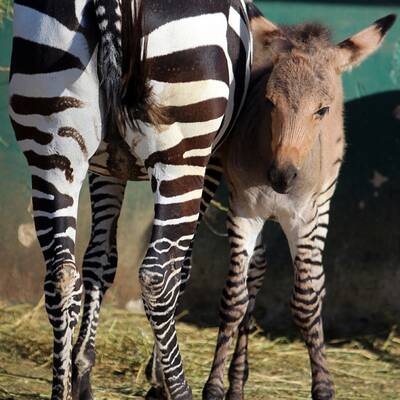 Zesel auf der Halbinsel Krim geboren
