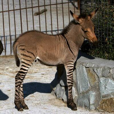 Zesel auf der Halbinsel Krim geboren