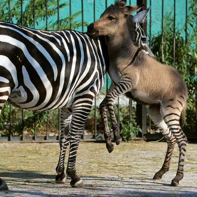 Zesel auf der Halbinsel Krim geboren
