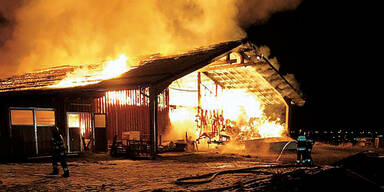 Gro&szlig;brand Ziegen K&auml;rnten F&uuml;rnitz