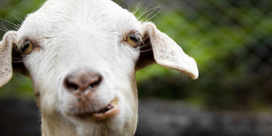 26-J&auml;hriger hat Sex mit einer Ziege