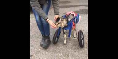 Ober&ouml;sterreicher baut Rollstuhl f&uuml;r vernachl&auml;ssigten Ziegen-Bock