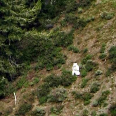 Rätsel um mysteriösen Ziegenmann