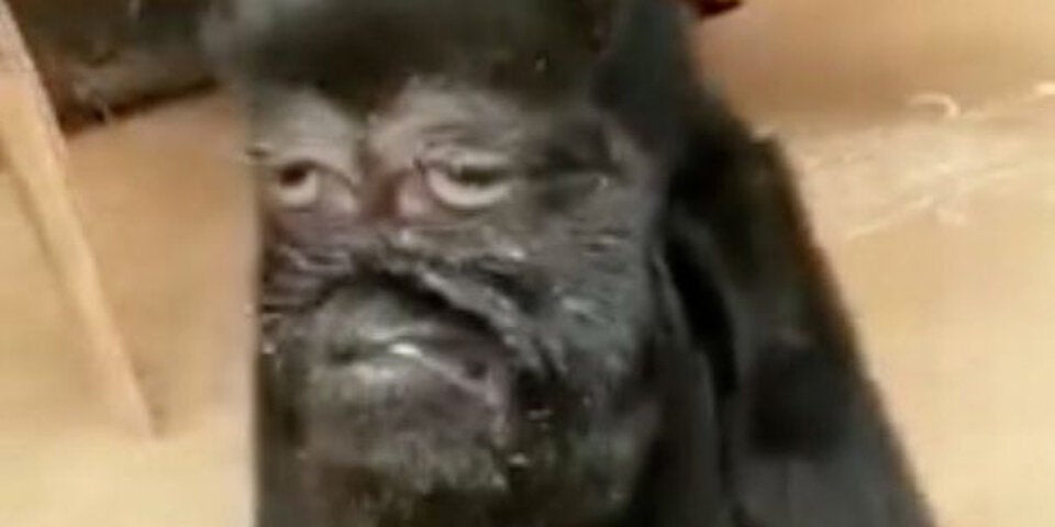 Ziege mit Menschengesicht als Gott verehrt