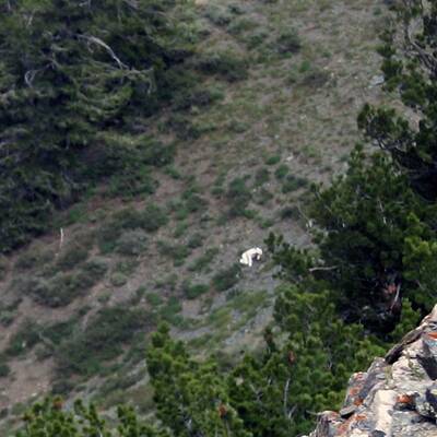 Rätsel um mysteriösen Ziegenmann