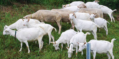 Pilotprojekt: &Ouml;BB setzen auf Ziegen