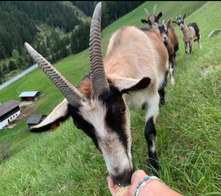 Ziegen vermiss sellrain