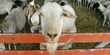 Drei Ziegen in Steiermark gesch&auml;chtet