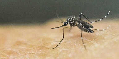 Die gro&szlig;e Zika-Verunsicherung