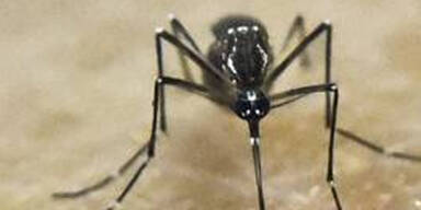 Olympia: Panik wegen Zika-Virus