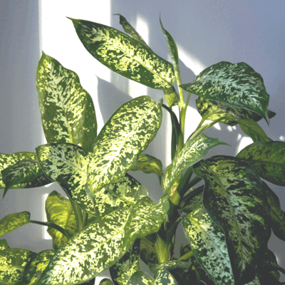 Dieffenbachia