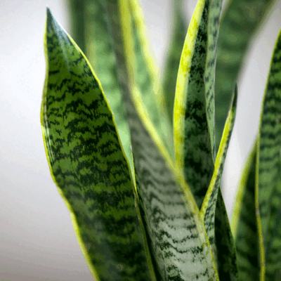 Dieffenbachia