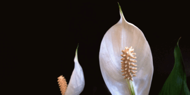 Diese 5 Pflanzen sorgen f&uuml;r bestes Raumklima